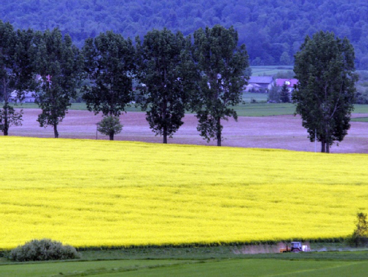 Resort rolnictwa nie zgodził się na stosowanie neonikotynoidów do ochrony rzepaku